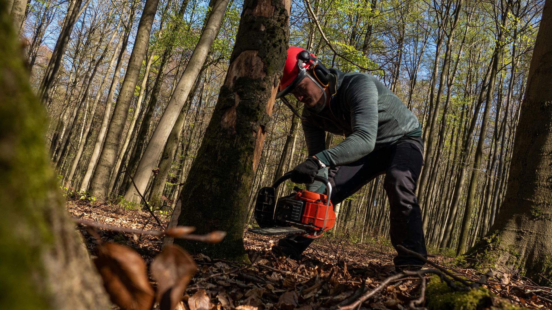 A man is cutting a tree with a chainsaw in the woods.