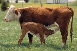 cow and cub