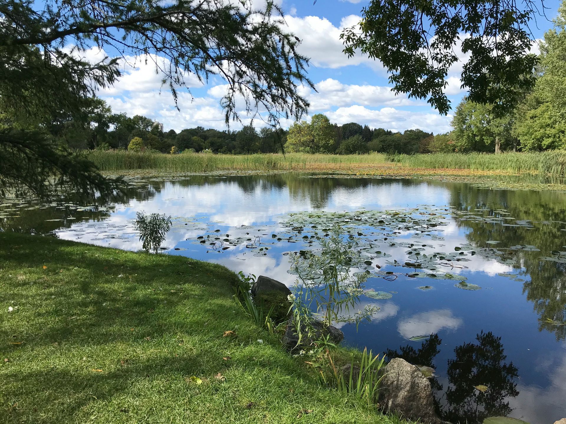 A pond reflecting a blue sky with fluffy clouds, surrounded by green grass and trees.