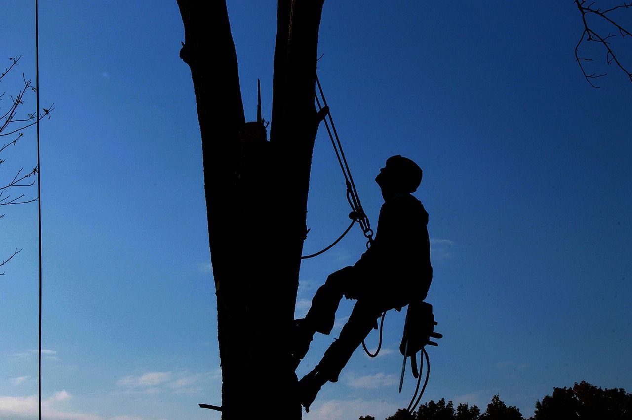 Silhouette of person climbing a tree with ropes, against a bright blue sky.