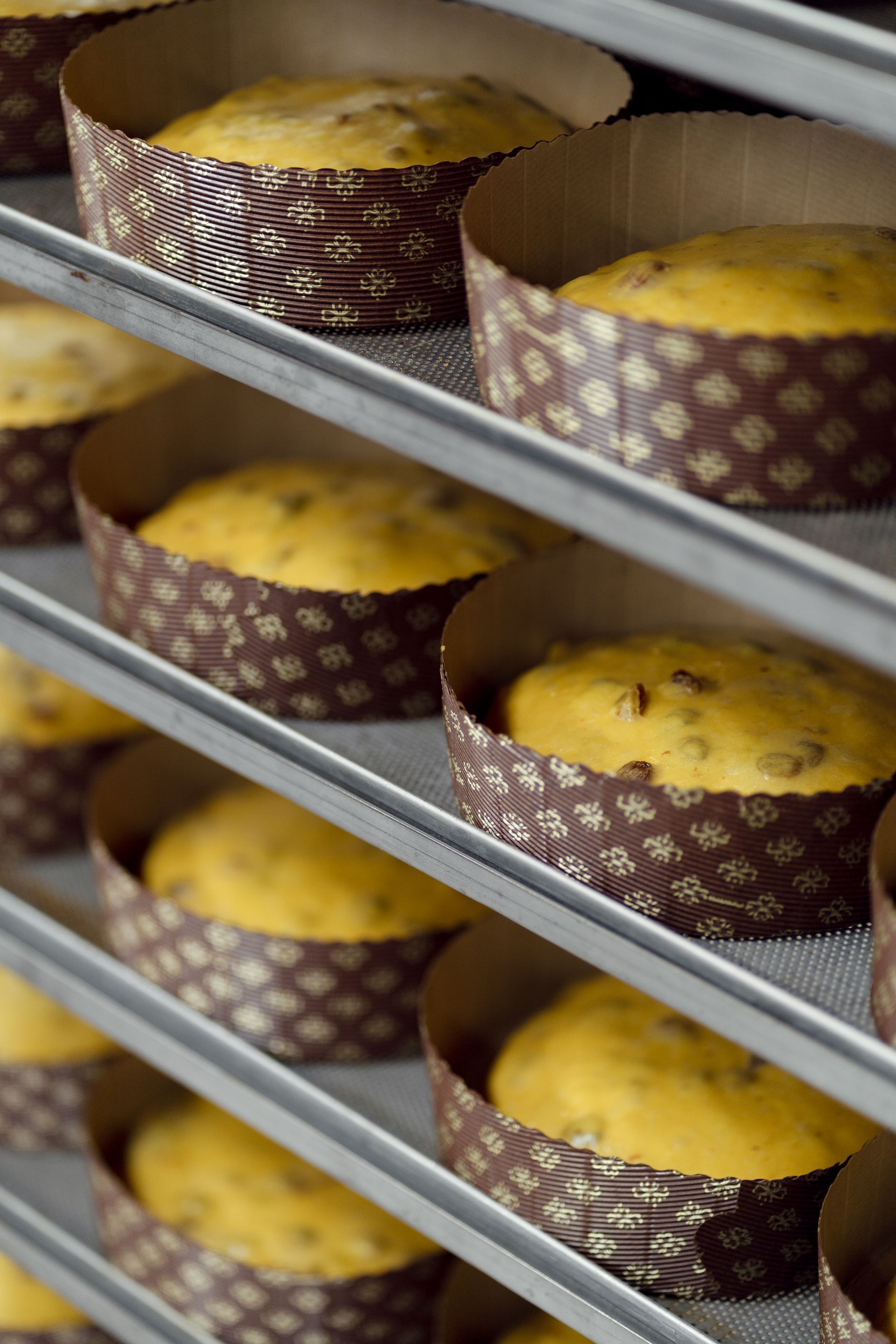 lievitazione dei panettoni artigianali a Torino - Il Confetto Blu