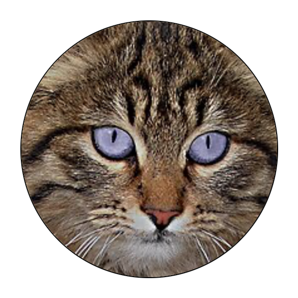 Mobile Pet Grooming Brookhaven