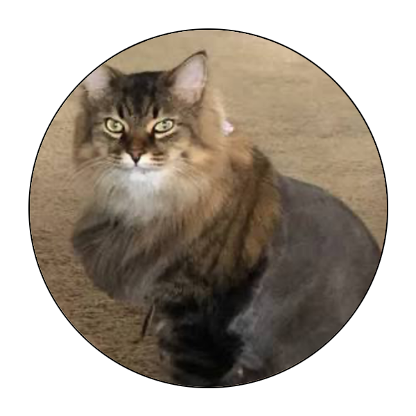 Mobile Pet Grooming Atlanta