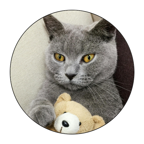 Mobile Pet Grooming Decatur