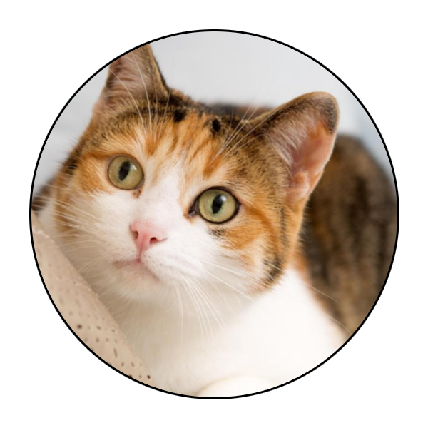 Mobile Pet Grooming Chamblee Dunwoody