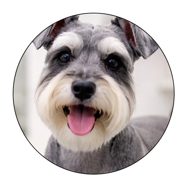 Mobile Pet Grooming Morningside-Lenox Park & Pine Hills