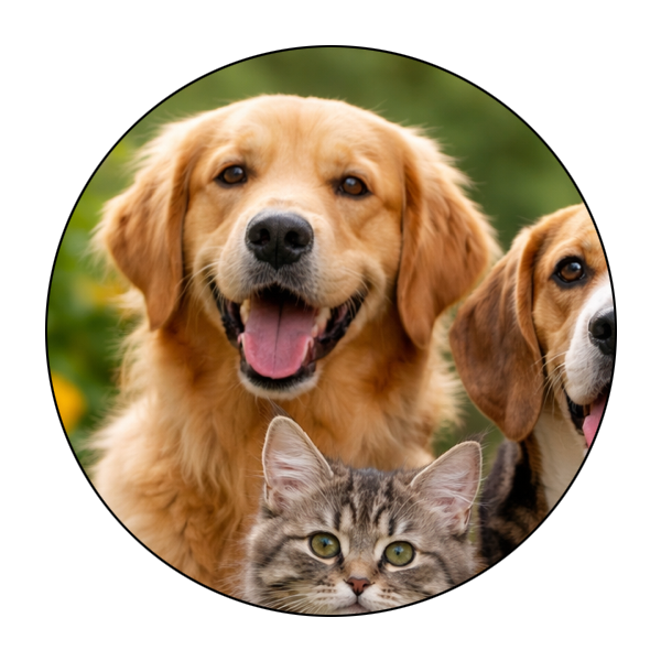 Mobile Pet Grooming Fulton County