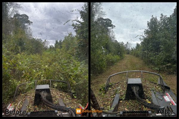 A before and after photo of a brush cutter in a forest.