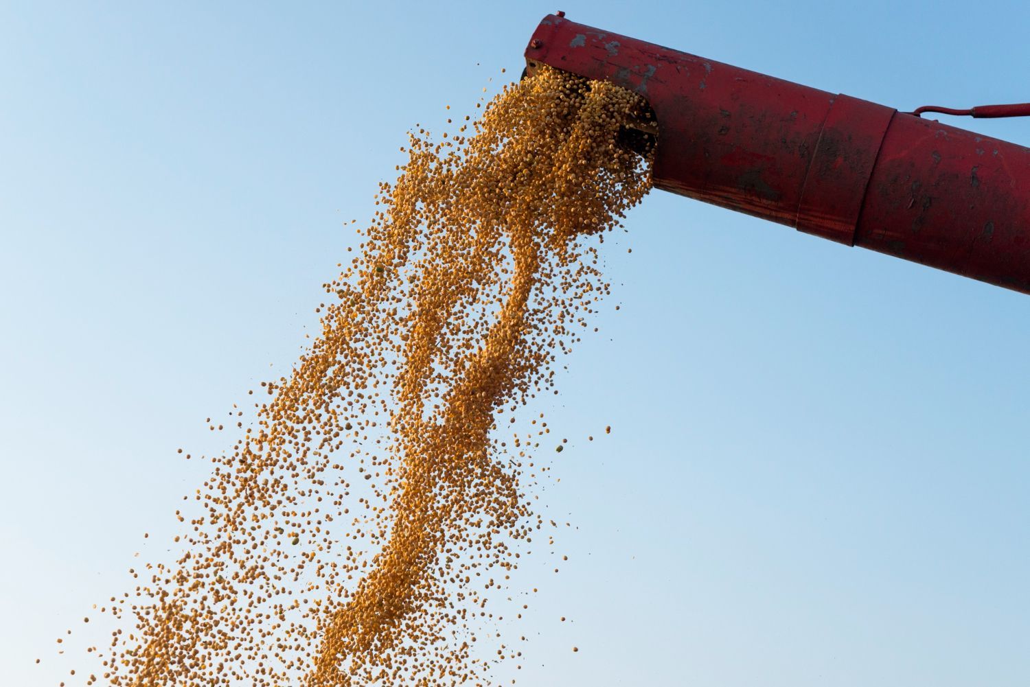 A red pipe is pouring grain into a field