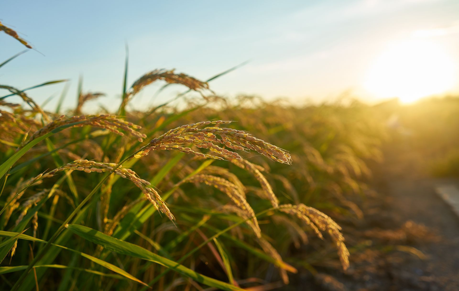A lavoura de arroz irrigado é responsável por empregar milhares de pessoas diretamente no campo.