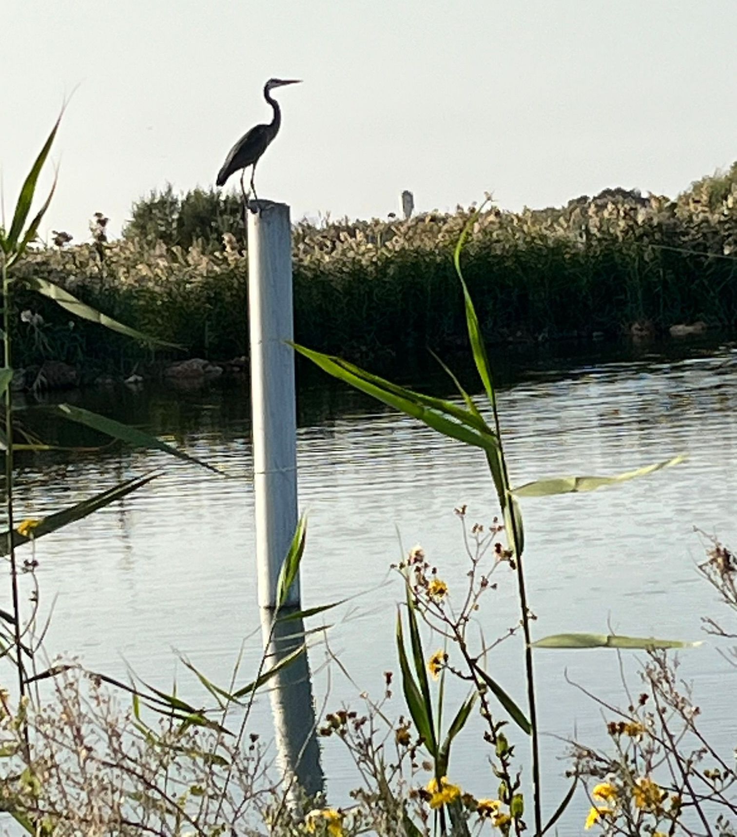 קורסים בשרון