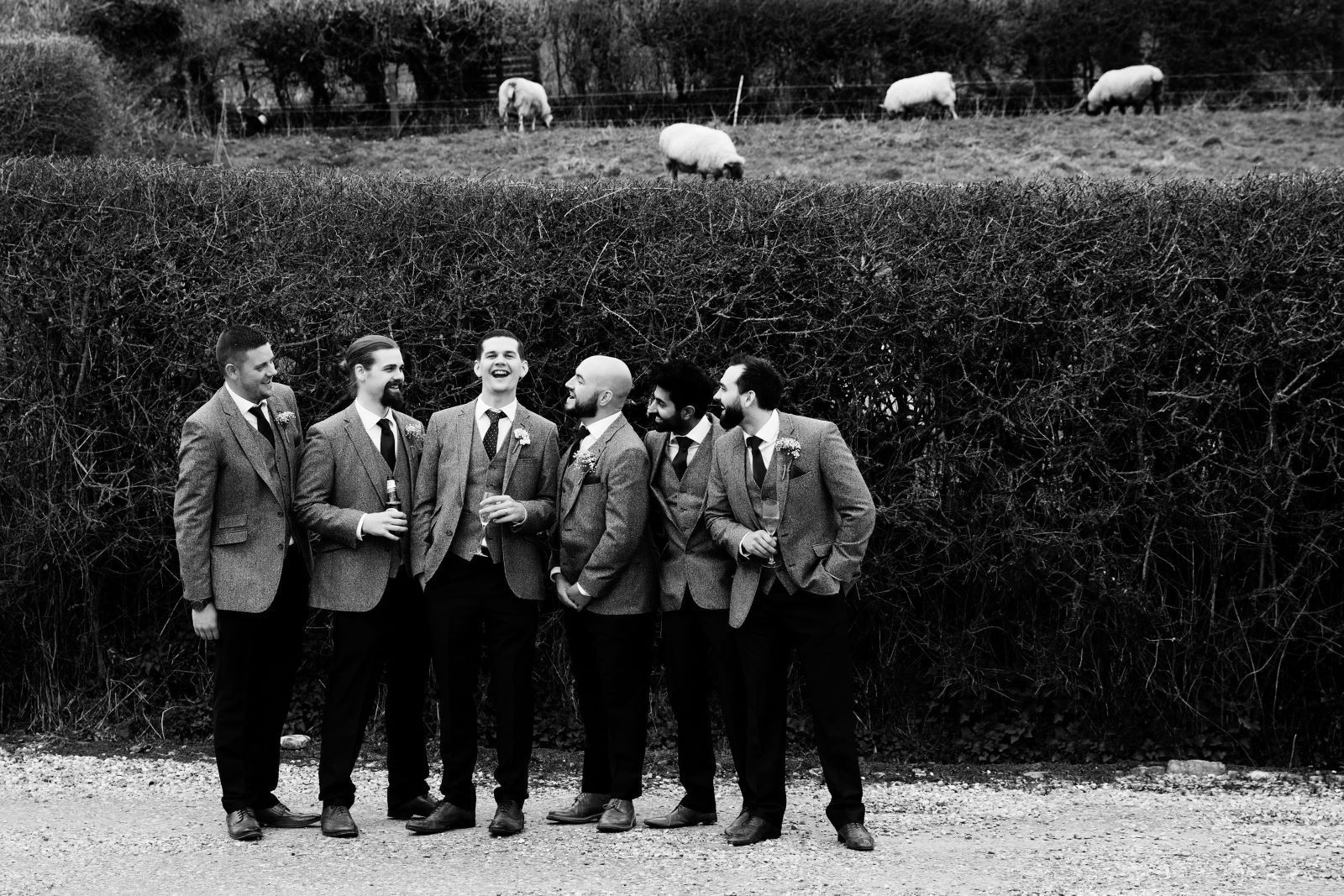 A group of men standing next to each other in front of a hedge with sheep in the background.