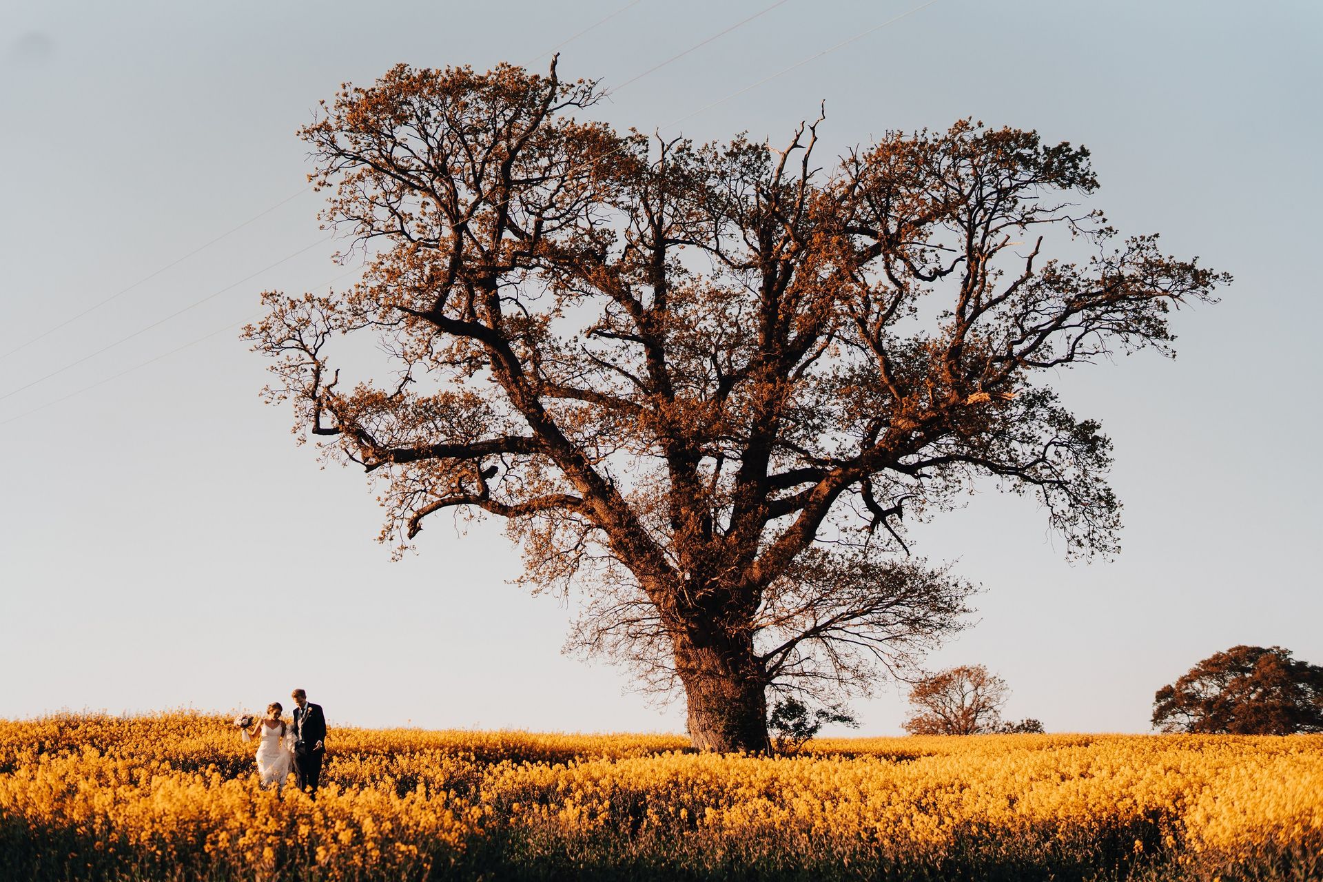 A bride and groom are standing in a field with a tree in the background.