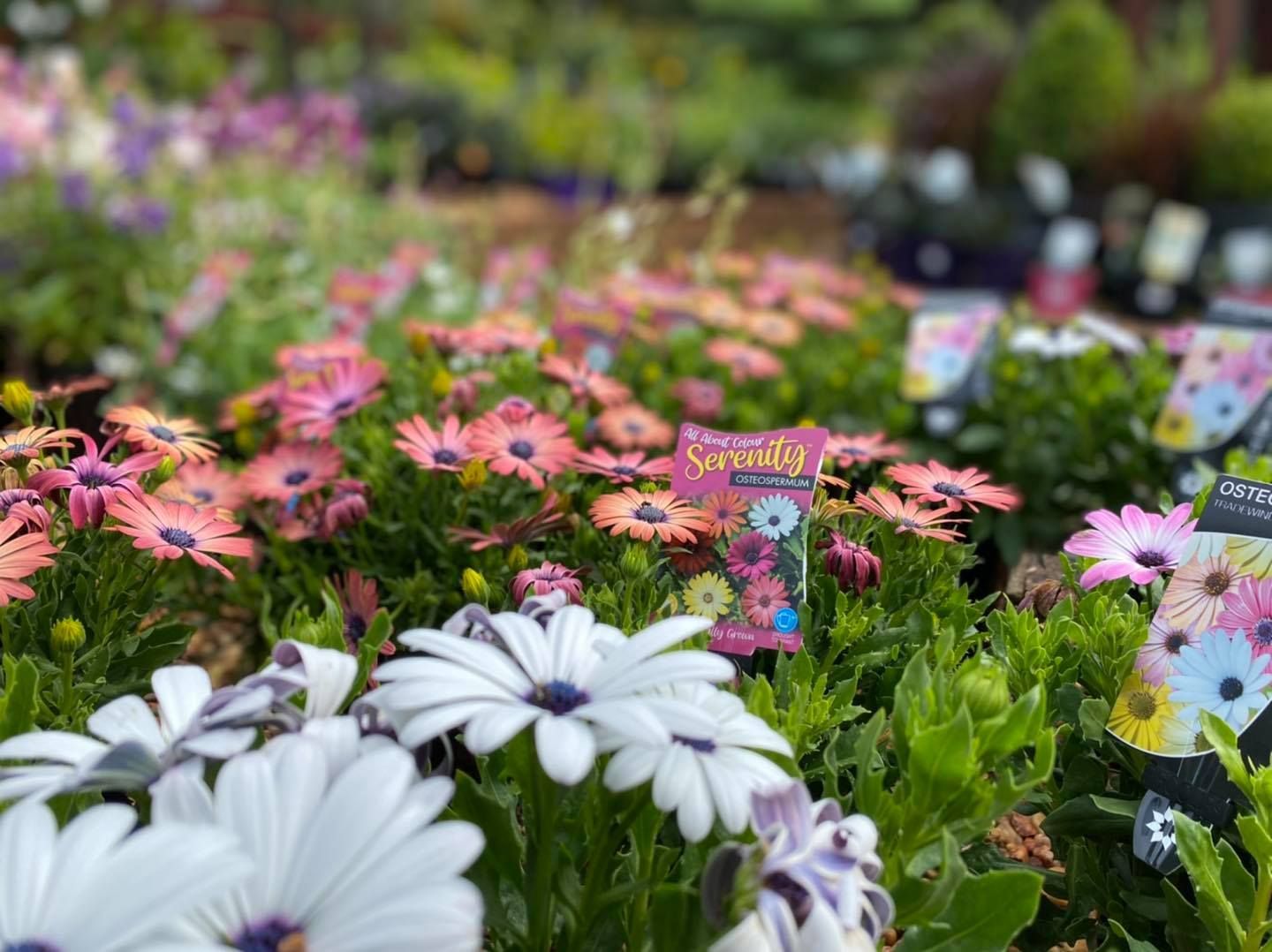 Bonny Hills Garden Centre Garden Centre