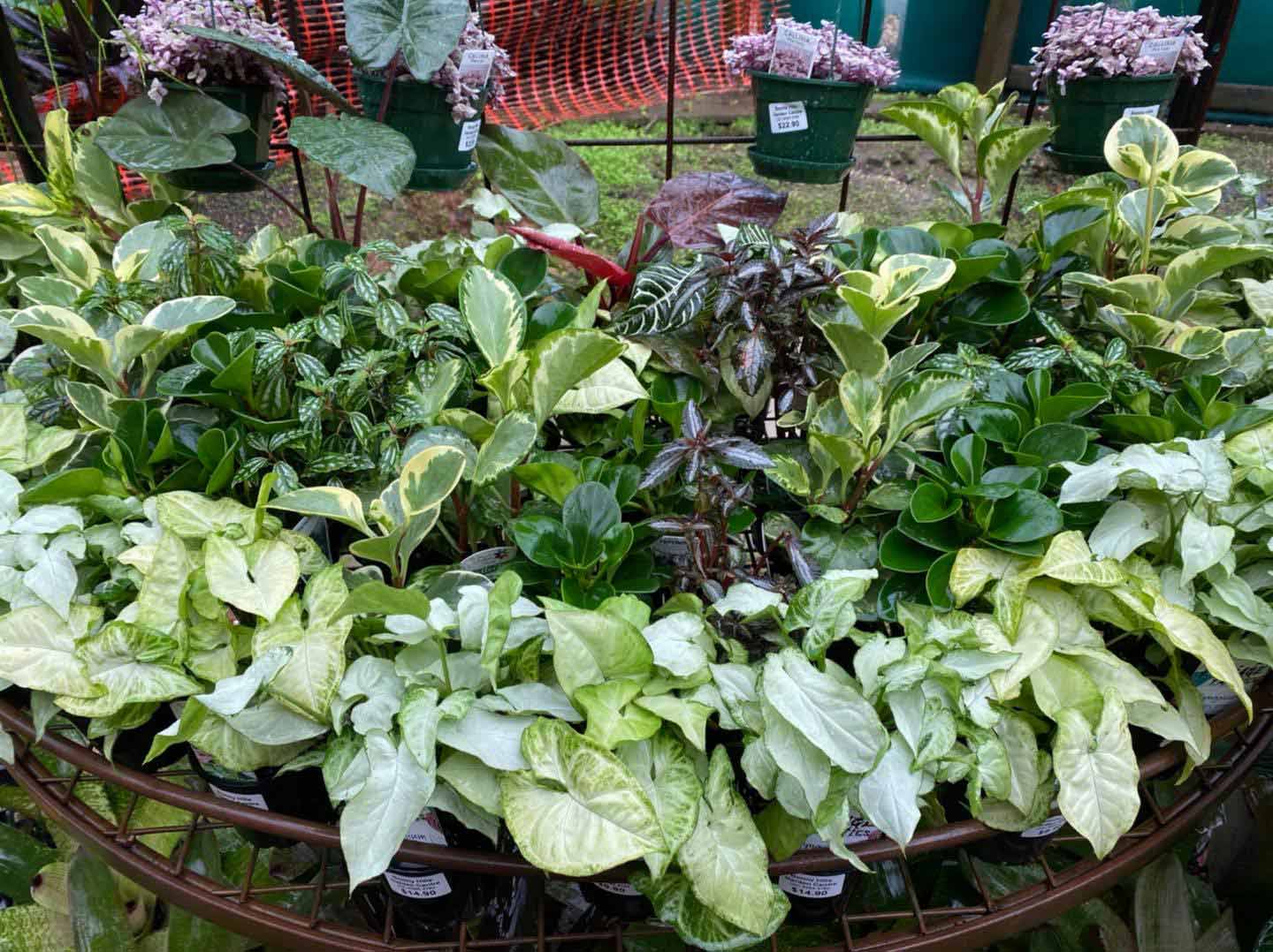 Leafy Plants — Kingdom Nursery in Bonny Hills NSW