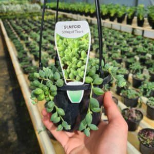 Succulents — Décor in Bonny Hills NSW