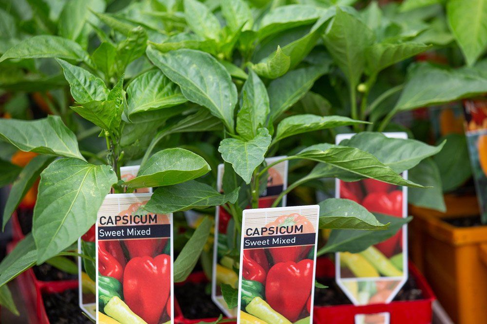 Capsicum Plant — Garden Centre in Bonny Hills NSW