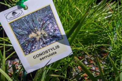 Conostylis Serrulata Plant — Garden Centre Near Me in Port Macquarie NSW
