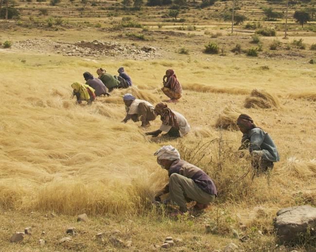 The Teff Harvest, Northern Ethiopia
