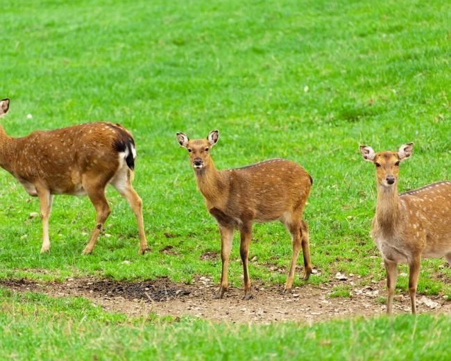 three deer on grass