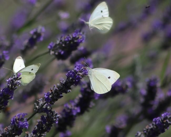 three butterflies on lavendar plants