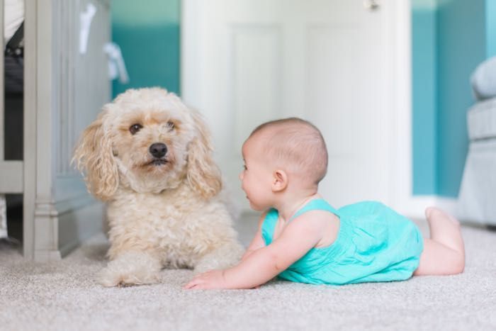 A baby is crawling on the floor next to a dog.