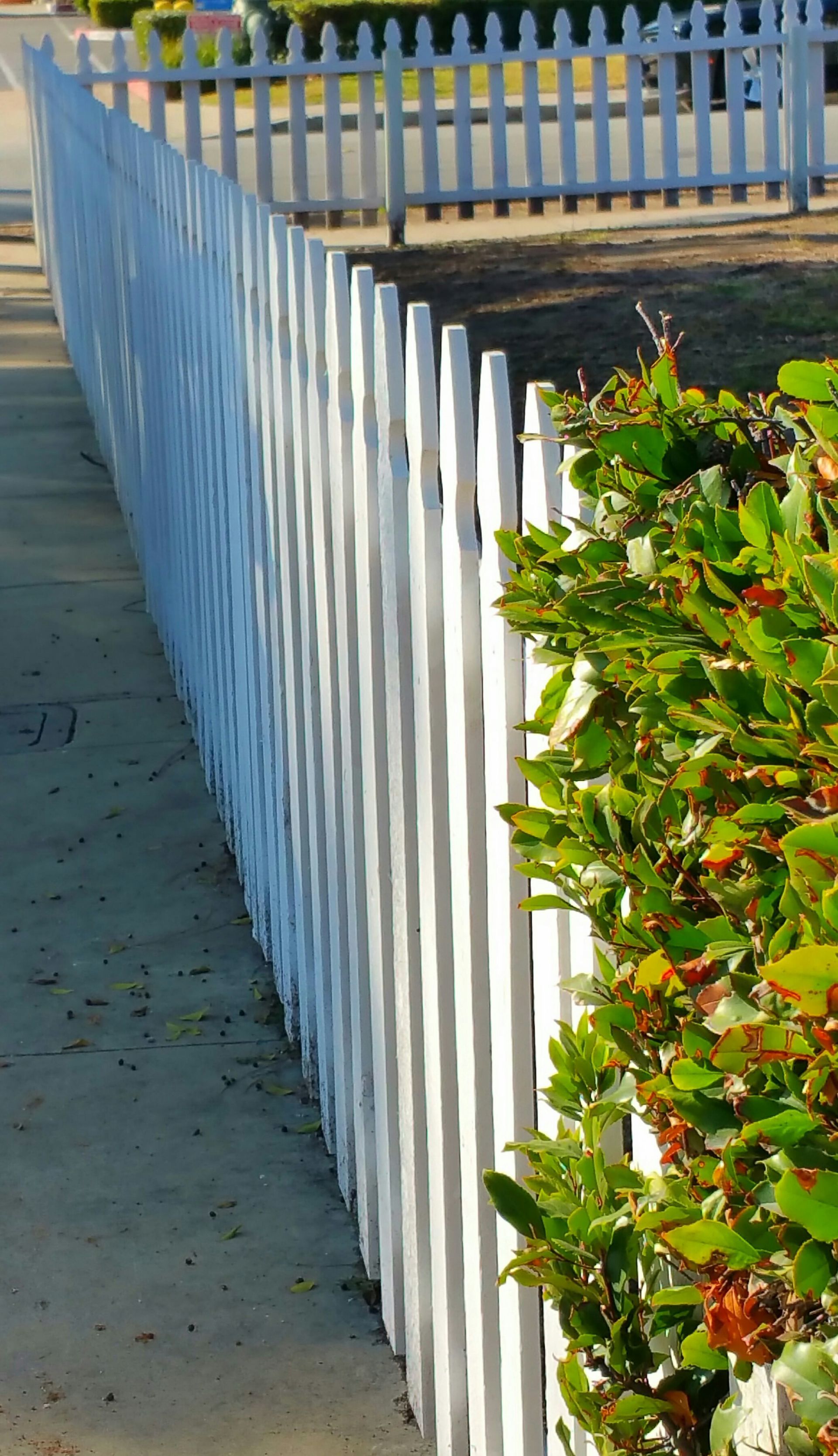 A white picket fence along a sidewalk next to a bush.