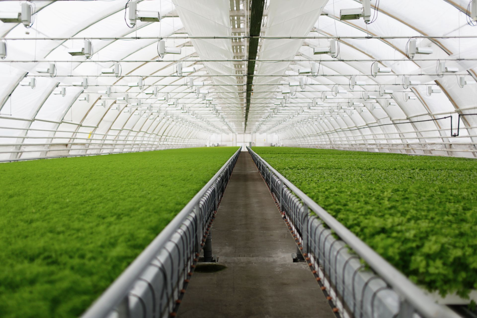 A greenhouse filled with lots of green plants