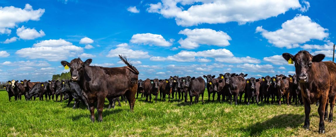 tagged bull grazing the field