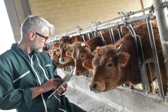 doctor checking the cows