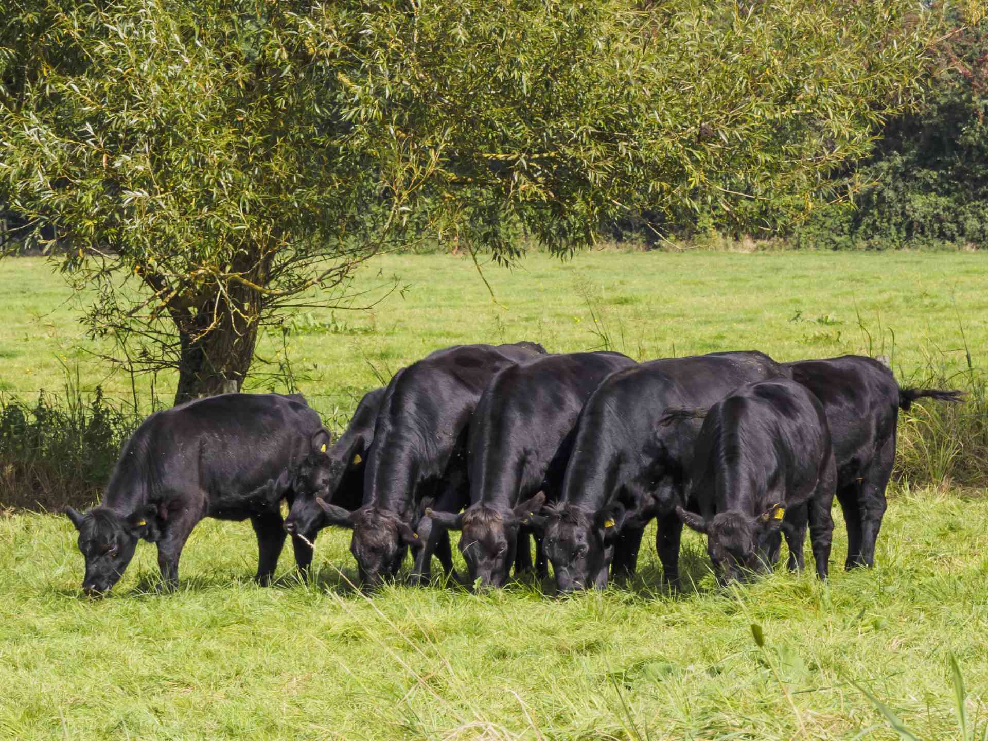 animal grazing in the field