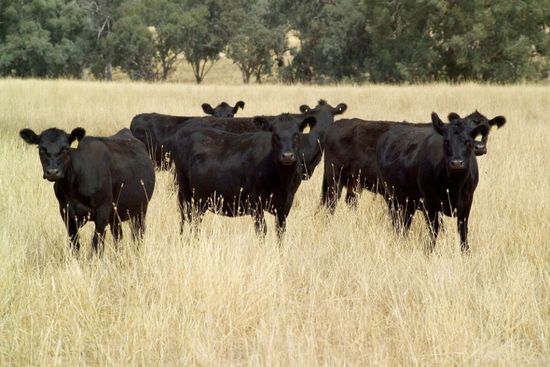 Bulls at a grazing field