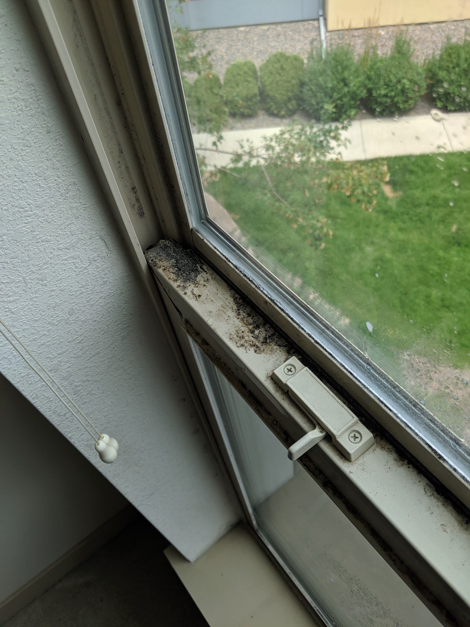 Moldy window frame, inside view of a room. Exterior view through window of grass and bushes.