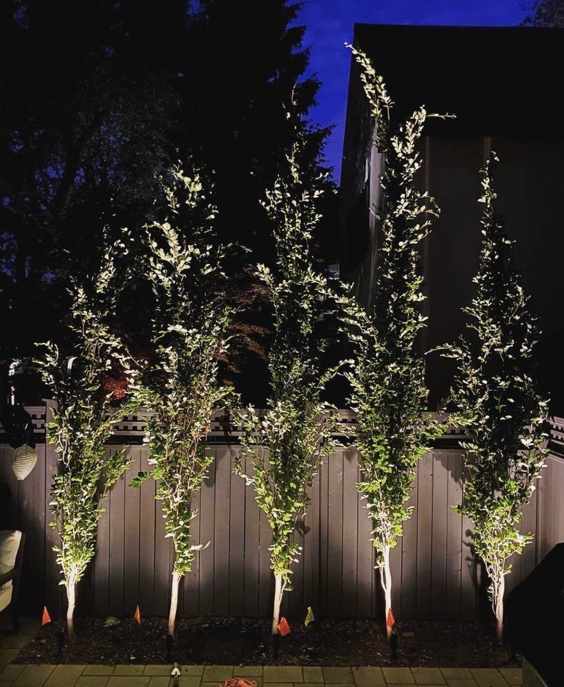 A row of trees are lit up at night