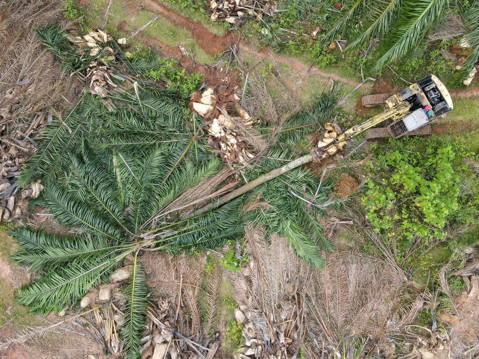 An aerial view of a tractor cutting down a tree in a forest.