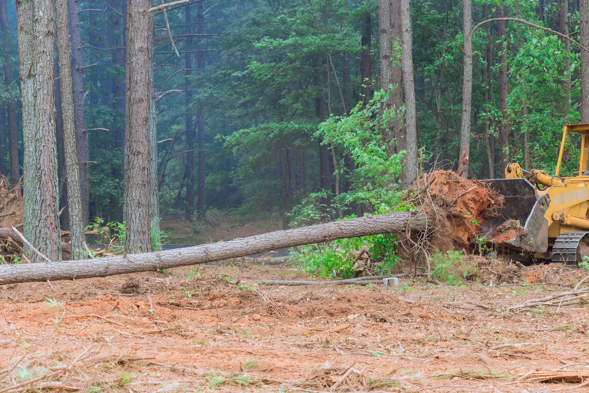 A bulldozer is cutting down trees in a forest.