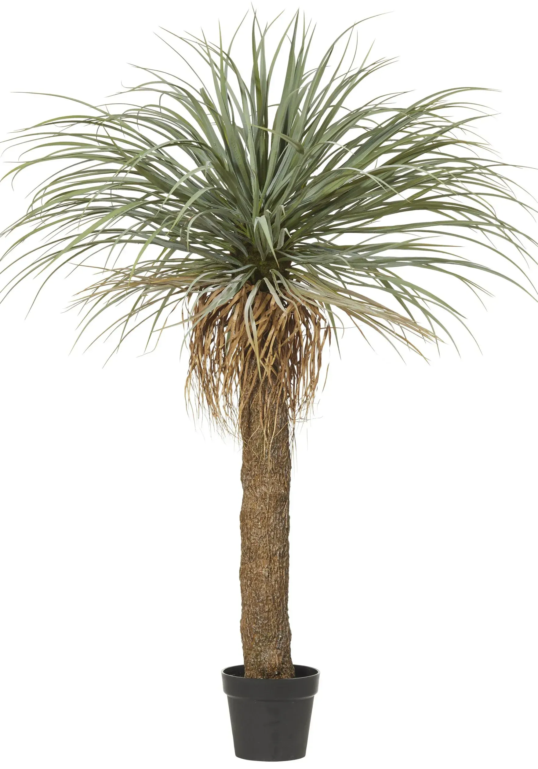 Grass Tree