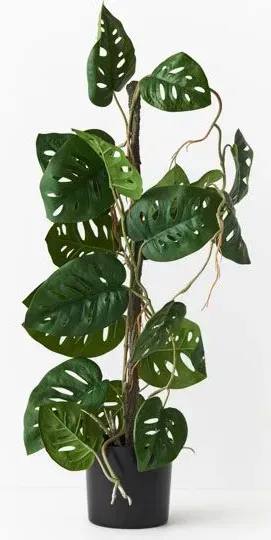 Monstera Adansonii Vine Plant