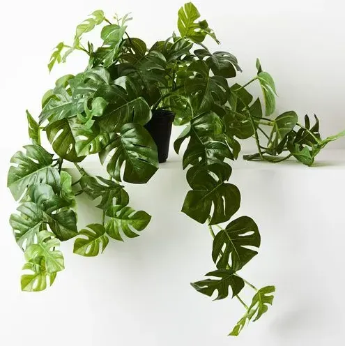 Monstera Hanging Bush