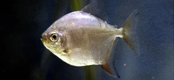 a silver fish is swimming in a tank of water .