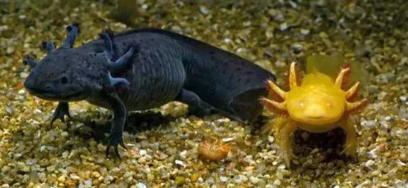 a black axolotl and a yellow axolotl are standing next to each other on a rocky surface .