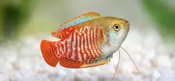 a small fish with a red tail is swimming in a tank .