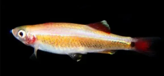 a small fish with a red tail is swimming in the water on a black background .