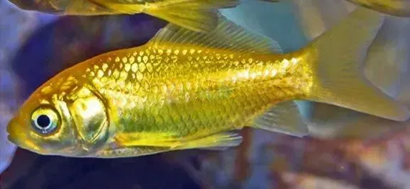 a group of goldfish are swimming in a tank .