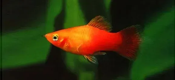 a red fish is swimming in a tank with green plants .