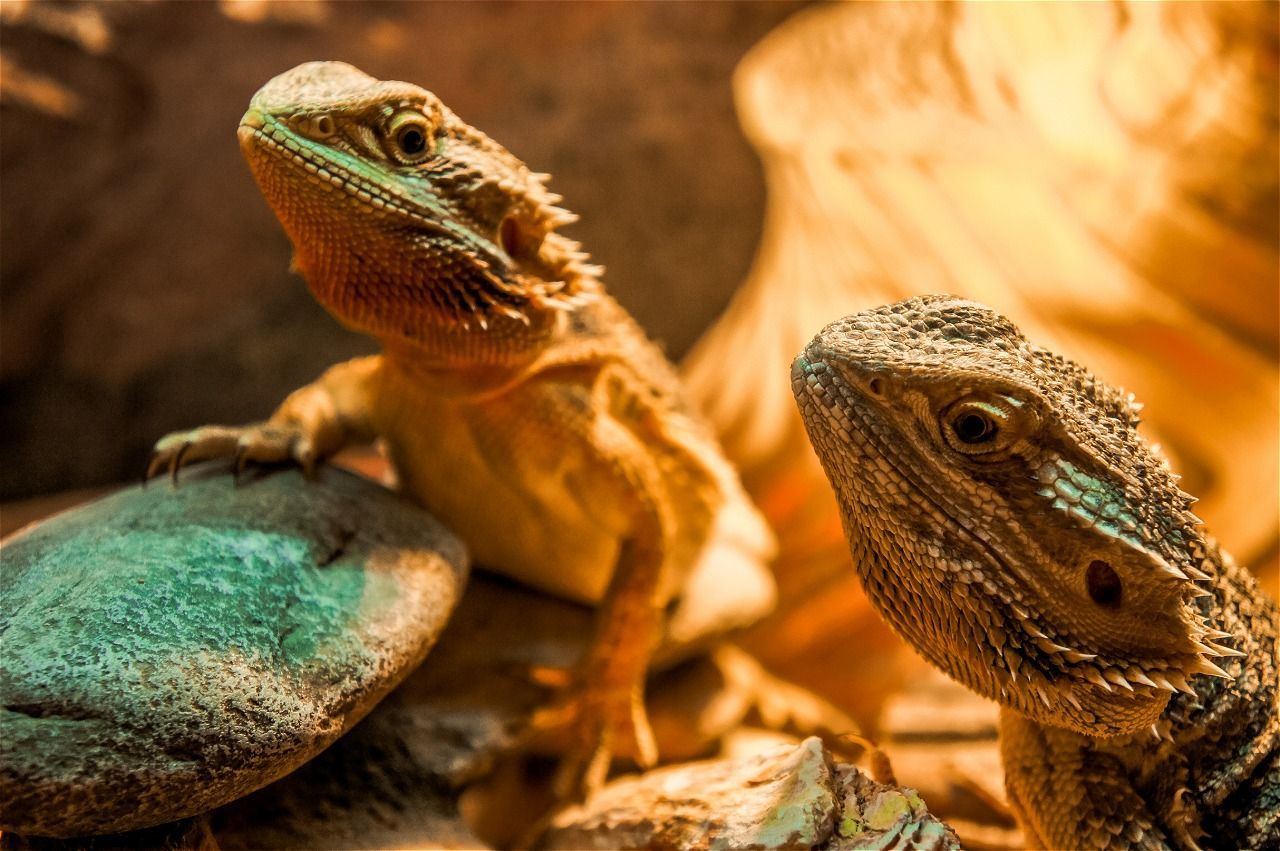 Two bearded dragons basking under a warm light. One perched on a rock, the other close by.