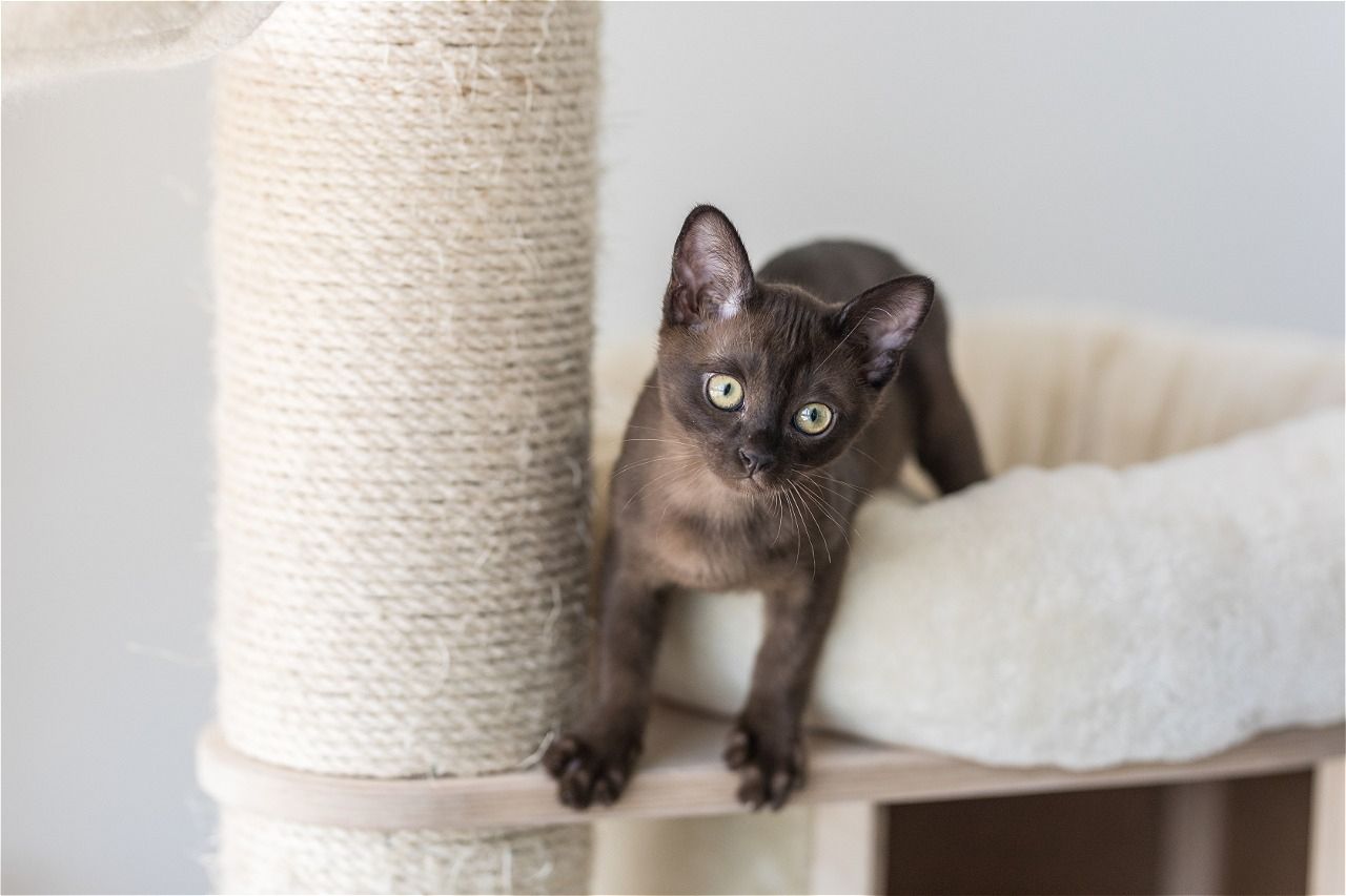 Brown Burmese kitten on a cat tree, looking at the camera.