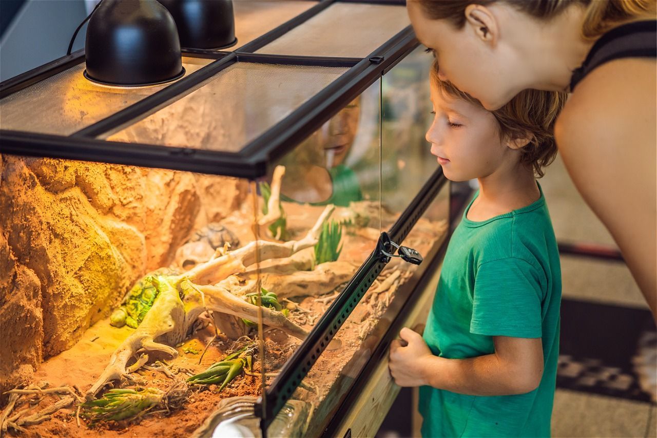 Woman and boy looking at lizard in terrarium, lit by lamps.