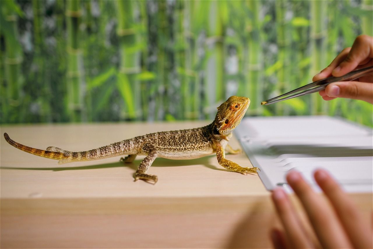 Bearded dragon being hand-fed insect with tweezers. Light brown reptile on a wooden surface, with green bamboo backdrop.