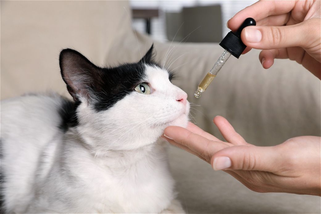 A person giving a black and white cat liquid drops from a dropper. The cat is looking up.